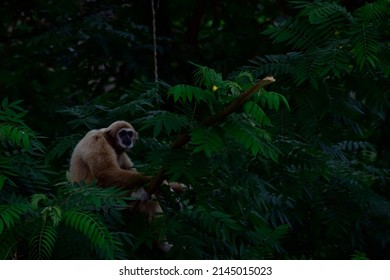 Colobinae Sitting On A Log On A Tree