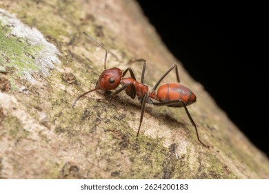 A Colobopsis cf. explodens (Exploding Ant) crawling on tree bark in the rainforest of Sumatra, Indonesia. Known for its self-destructive defense mechanism.
