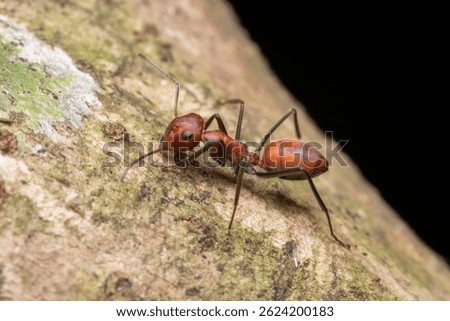 A Colobopsis cf. explodens (Exploding Ant) crawling on tree bark in the rainforest of Sumatra, Indonesia. Known for its self-destructive defense mechanism.