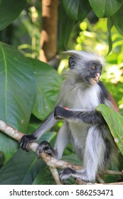 Colobus Monkey In Jozani Chwaka Bay National Park