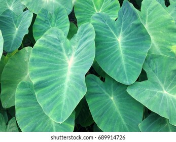 Colocasia Esculenta Leaves.