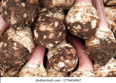 Colocasia Esculenta, Taro Tubers With Stems