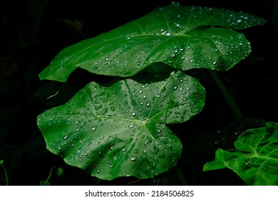 
Colocasia Gigantea After The Rain