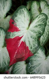 Colocasia, Plant Leaf And Leaves With Mutant Hybrid Colors, Red And Green