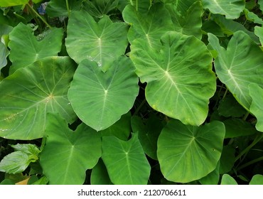 colocasia Several varieties of Colocasia (Chembu) are cultivated across the length and breadth of Kerala. - Shutterstock ID 2120706611
