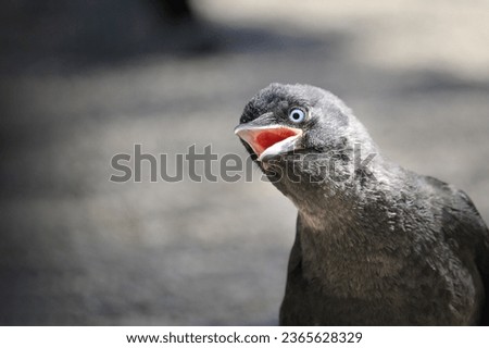 Coloeus monedula on a branch. Western jackdaw. Portrait of a chick jackdaw with an open beak on a gray background.