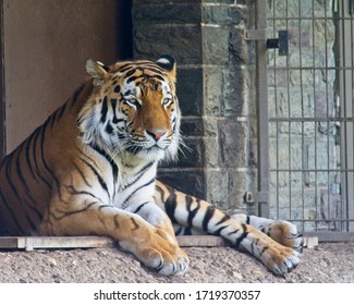 Cologne / Germany - June 15 2018: Tiger Sitting Down