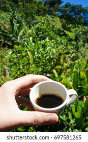 Colombia Coffee Farm Tour In Salento