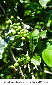 Colombia Coffee Farm Tour In Salento