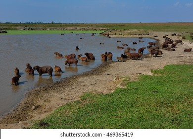 Colombia Llanos Capybaras Near Waterhole