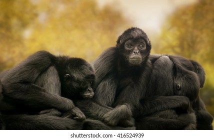 Colombian Black Spider Monkeys Resting In The Nature