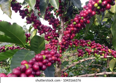 Colombian Coffee Beans