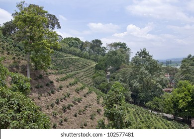 Colombian Coffee Plantation