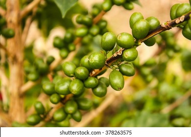 Colombian Coffee Plantation In The Andean Valleys. Quimbaya, Quindio, Colombia. Triangle Coffee.