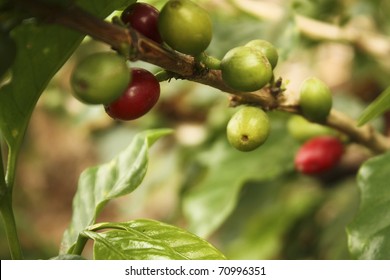 Colombian Coffee Plantation In The Andean Valleys. Quimbaya, Quindio, Colombia. Triangle Coffee. Zone Of High Quality Coffee.