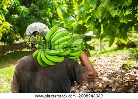Colombian farmer with bunch of green bananas - Musa x paradisiaca