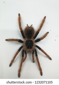 Colombian Giant Tarantula