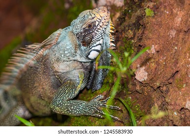 Colombian lizard iguana
