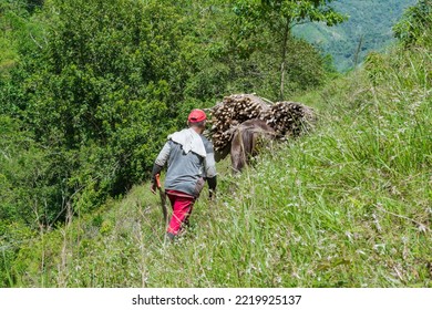 Colombian muleteer carrying his mule up a mountain with a load of sugar cane, walking a long distance to reach the sugar mill. concept of rural work