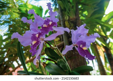 Colombian Orchid 