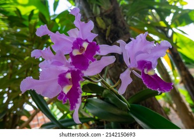 Colombian Orchid 