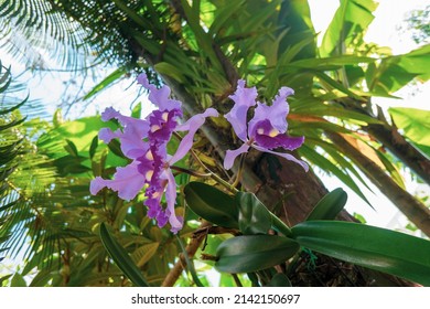 Colombian Orchid 