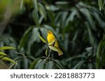 Colombian saffron finch spotted on a twig of mango tree against 
dark green leaves background, Copacabana, Antioquia, Colombia