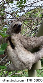 A Colombian Sloth That Have Been Suffering Thanks To The Ilegal Wildlife Trafficking