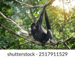 The Colombian spider monkey (Ateles fusciceps rufiventris) swinging on rope in the park, beautiful black spider monkey native to forests canopy of Colombia and Panama. selective focus. 