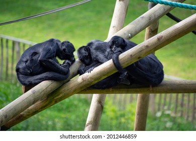 Colombian Spider Monkeys Resting On Logs.