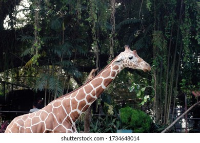 81 Dehiwala zoo Images, Stock Photos & Vectors | Shutterstock