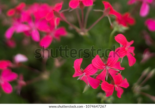 Colonia Tovar Venezuela 30032018 Flowers Garden Stock Photo Edit Now 1074647267