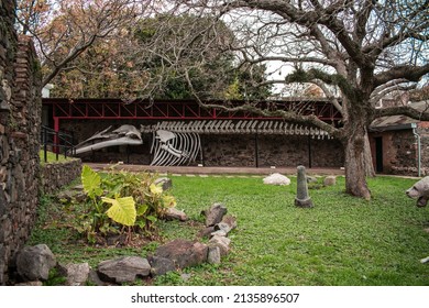 Colonia, Uruguay - 19 Sept 2001:  whale skeleton in Uruguay museum