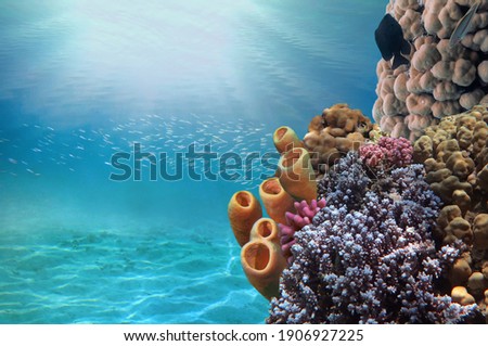 Colonial Tube Coral., Callyspongia siphonella, Fury Shoal, Red Sea, Egypt