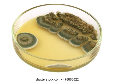 Colonies Of Allergenic Mould Penicillium  On A Petri Dish (agar Plate) Manually Isolated On A White Background. This Microbe Is An Antibacterial Antibiotic Penicillin Producer.