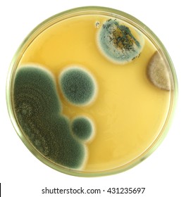 Colonies of allergic mould (genus Penicillium and Aspergillus)   from air spores and/or biologically damaged constructions on a petri dish (agar plate)  isolated on a white. Focus on full depth.