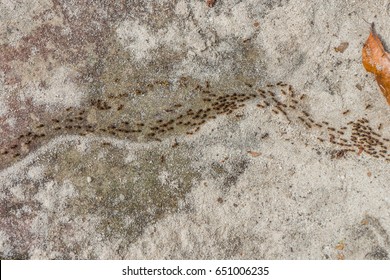 Colonies of ants. They are social insects animal.