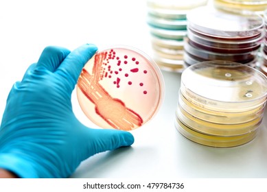 7,674 Bacterial cultures Images, Stock Photos & Vectors | Shutterstock