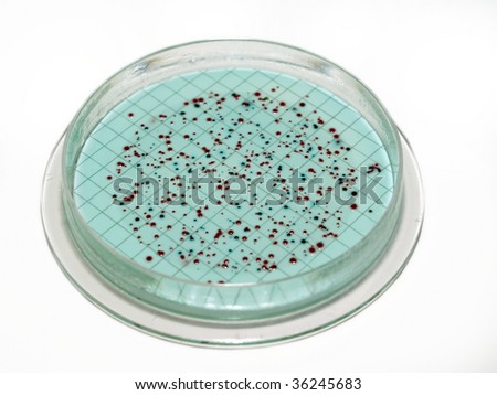 Colonies of Coliform growing on a petri dish.