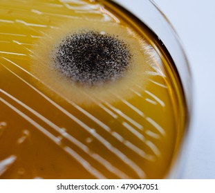 Colonies Of Fungus Spore Culture On Blood Agar Plate Close Up Contains Small Light Grains In Experimental Laboratory  Microbiology Hospital White Background