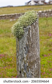 Colonies Of Lichens Growing On Wood In Scotland