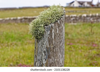 Colonies Of Lichens Growing On Wood In Scotland