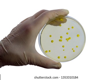 Colonies of Micrococcus luteus bacteria grown on Petri dish with nutrient agar, close-up view. Hand in white glove holding plate with nutrient medium isolated on white background