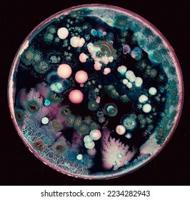 colonies of microorganisms on the surface of agar in a Petri dish bacteria and fungi from the surface of a cell phone in a Petri dish