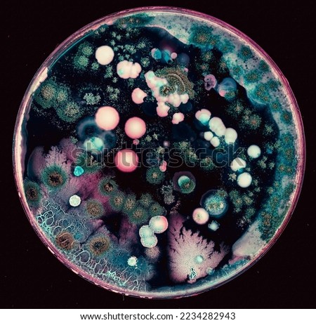 colonies of microorganisms on the surface of agar in a Petri dish bacteria and fungi from the surface of a cell phone in a Petri dish
