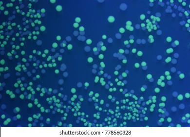 Colonies of normal and green fluorescent E. coli - Shutterstock ID 778560328