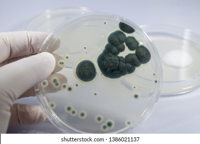 Colonies of Penicillium fungi grown on Sabouraud Dextrose Agar. Penicillium is a mold fungus that causes food spoilage, used in cheese production and produces antibiotic penicillin