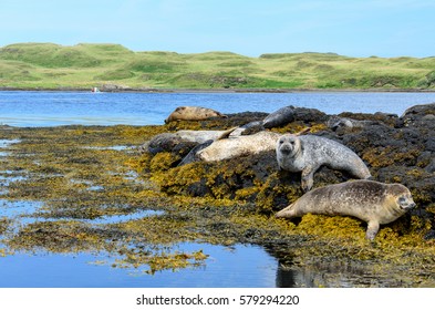 Colonies Of Seals At Dunvegan Castle, Scotland