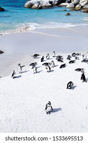 Colony Of African Pinguins On White Boulders Beach