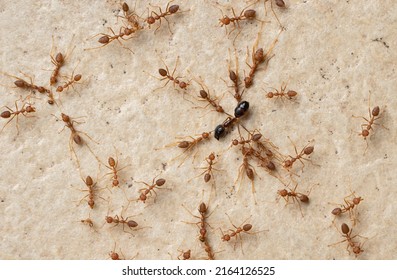 Colony Ants Dismember Eating Ant Closeup Stock Photo 2164126525 ...